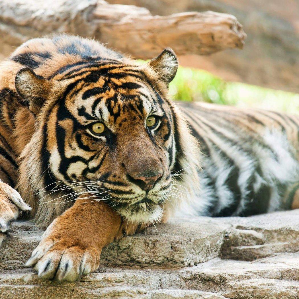 Tastings with Tigers 5